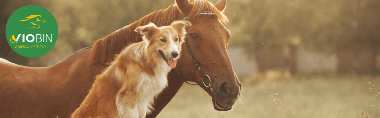 Animal-nutrition-image-2