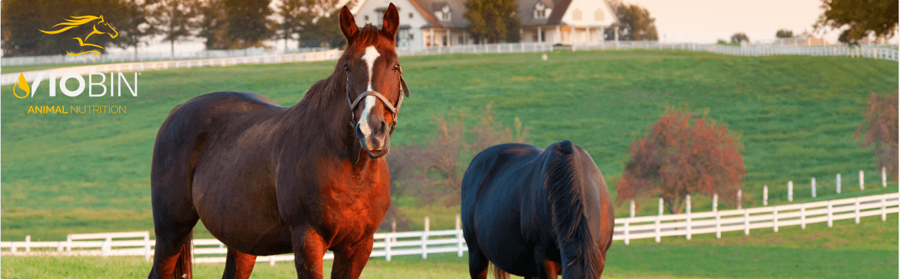 Animal-nutrition-image